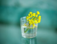 Glass Oilseed Rape Yellow  - cercyra / Pixabay