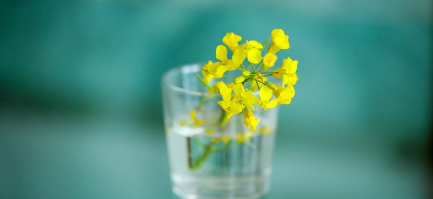 Glass Oilseed Rape Yellow  - cercyra / Pixabay